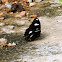Great Eggfly