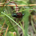 Garden Foliage Beetle - Listokaz zahradní