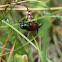 Garden Foliage Beetle - Listokaz zahradní