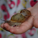 Snail