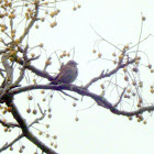 Lincolns Sparrow.