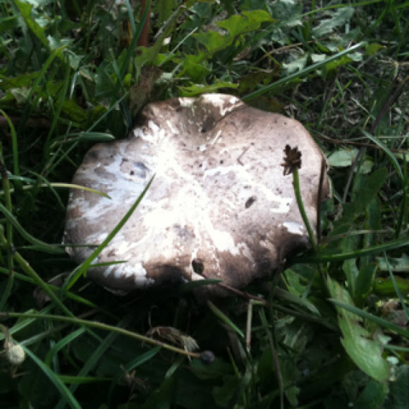 Spotting Image 1