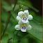Chinese Violet, Creeping Foxglove, Ganges Primrose