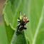 Jagged Ambush Bug