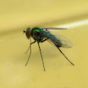 Fly