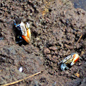 Fiddler Crabs