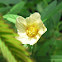Prickly Sida