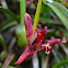 Orquidea