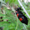 Orange blister beetle