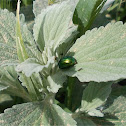 Tansy Beetle