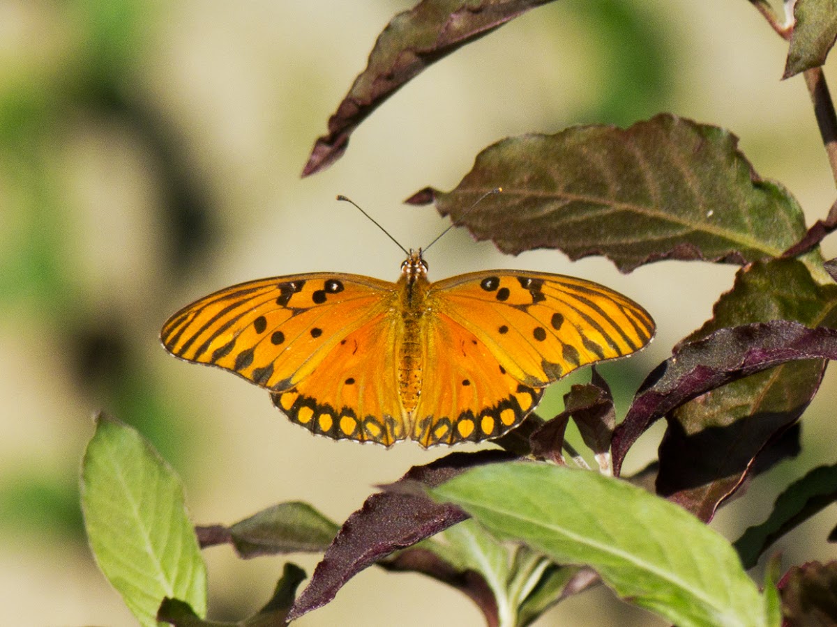 Gulf Fritillary