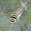 Black Swallowtail caterpillar