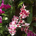 Phalaenopsis