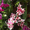 Phalaenopsis