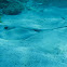 Caribbean whiptail stingray