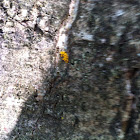 Ladybug eggs