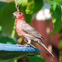 House Finch