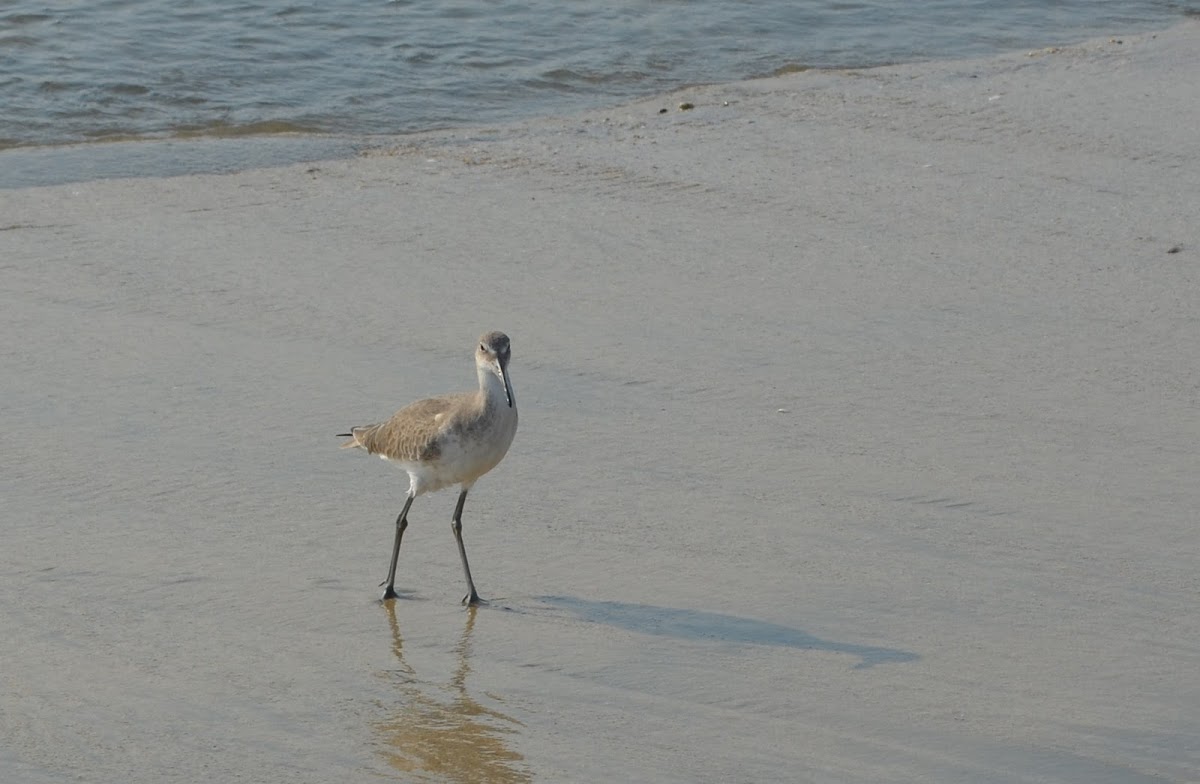 Willet