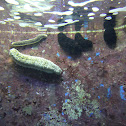 Sea Slugs