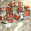 Red Milk Snake