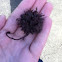 Sweetgum tree seed pod