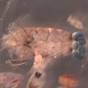 Copepod