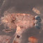 Copepod