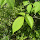 Wisconsin Trees and Plants ID 