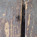 Cricket