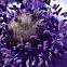 Poppy anemone Anemone coronaria