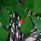 Burning Bush