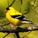 American goldfinch, male