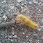 American Dagger Moth