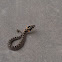 Eastern hog-nosed snake