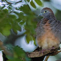 Zebra Dove