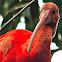 Scarlet Ibis