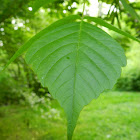 Virginia Willow