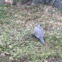 Mourning dove