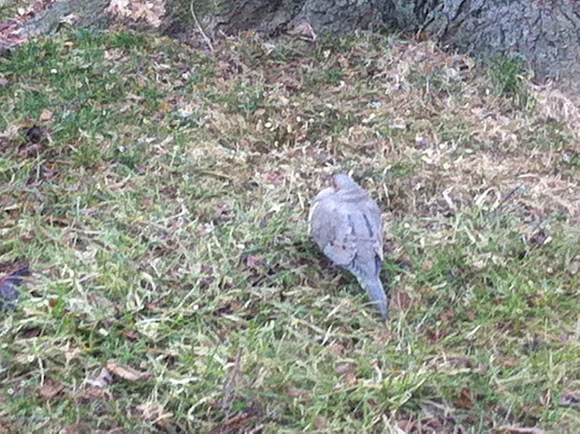 Spotting Image 1
