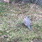 Mourning dove