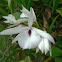 Orchid