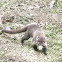 Coati