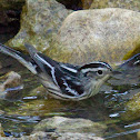 Black-and-White Warbler