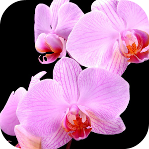 Orchid Live Wallpaper.apk 1.0