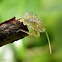 Green shield bug nymph