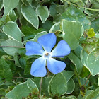 Periwinkle