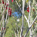 Verdin (juvenile)