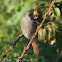 Black Redstart; Colirrojo Tizón