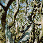 Snow Gum