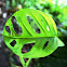Windowleaf Plant